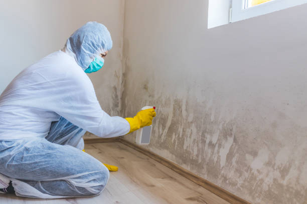 Licensed Mold Remediation service in Trenton, TN - WQB Mold Removal