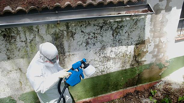Top rated local Mold Remediation specialists in Trenton, TN